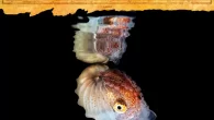 (Photo credit: Gerald Robert Fischer/Shutterstock) Named for the sailors of Greek mythology, argonauts – also known as paper nautili – are a unique group of shelled octopuses (and can’t sail) The common name ‘paper nautilus’ refers to the paper-thin shells […]