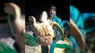 Marmara Denizi’nde avlanan balıkçılar, ağlarına takılan caretta carettayı görünce şaşkına döndü. Ağdan kurtarılan caretta caretta balıkçılar tarafından tekrar denize bırakıldı. Marmara’da avlanan balıkçıların ağına beklemedikleri bir şekilde caretta caretta takıldı. Akdeniz kıyılarında yaşadığı bilinen caretta carettanın Marmara’da ağa takılması balıkçıları […]