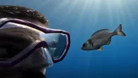 Study author, Maëlan Tomasek, with a ‘volunteer’ in the experiment conducted in the Mediterranean Sea (Photo: Maëlan Tomasek/Max Planck Institute of Animal Behaviour) Fish use visual differences between divers to recognize the person who rewarded them A new study by […]