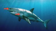 While Maine’s first fatal shark attack has people on edge, experts say we’ve been coexisting in our coastal water with sharks for a long time and share safety tips. CAPE ELIZABETH, Maine — Sharks have been swimming off Maine’s coast […]
