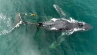 A multi-state team recently freed a whale entangled in more than 4,000 pounds of fishing gear as it swam through New York’s Ambrose Channel. The four-day rescue effort began when recreational boater spotted the distressed animal off the coast of […]