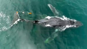 A multi-state team recently freed a whale entangled in more