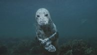 Author: Rob Caldwell YORK, Maine — Brian Skerry has spent more than 10,000 hours underwater in his career, in seas from the Arctic to the tropics, taking photographs of everything from the tiniest fish to the most prodigious whales. For […]