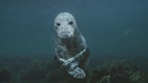Author: Rob Caldwell YORK, Maine — Brian Skerry has spent