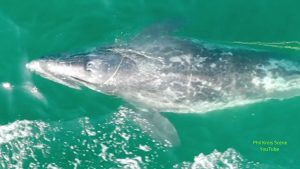 By Courtney Teague SANTA CRUZ COUNTY, CA — Officials are