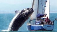 source: scuttlebutt – https://www.sailingscuttlebutt.com/2022/12/31/video-bad-moments-caught-on-camera/