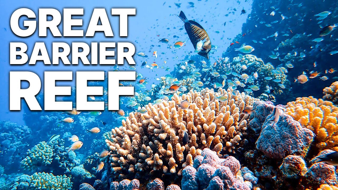Great Barrier Reef – Immerse yourself into the largest coral
