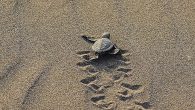 Caretta carettaların en önemli üreme bölgelerinden olan Alanya’da, caretta caretta yavruları yumurtadan çıkarak denizle buluştu. ALÇED Başkanı Şerefnur Kayhan, “Tespit ettiğimiz 500’ün üzerinde yuva var” dedi. Türkiye’de caretta carettaların yoğun üreme bölgelerinin başında gelen Alanya plajlarında, tespit edilerek koruma altına […]