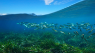 Chemicals in sunscreens accumulate in Mediterranean seagrasses, a new study found. Additional research is needed to determine if this results in further negative effects. Scientists studying seagrass meadows off the coast of Mallorca, Spain discovered ultraviolet filters in the stems […]