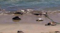 Meksika Çevre Bakanlığı’ndan adı açıklanmayan bir yetkili, ülkenin batı kıyısındaki Oaxaca’daki Morro Ayuta Plajı’nda yaklaşık 300 deniz kaplumbağası karaya vurduğunu bildirdi. Yetkili, söz konusu plajın, kaplumbağaların yumurtalarını bırakmak için geldikleri yerlerden biri olduğunu söyledi. İlk belirlemelere göre, zeytin yeşili deniz […]