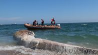 Mersin’de ölü olarak karaya vuran dev balina, 4 saatlik çalışmanın ardından sahile çıkarılabildi. Yapılan incelemede balinanın 1 tondan ağır ve yaklaşık 14 metre boyunda olduğu belirlendi. Balığın dünyanın en büyük ikinci balinası olan ‘oluklu’ türünden olduğu da kesinleşti. Edinilen bilgiye […]