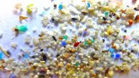 YapraK Özer – İletişim Danışmanı Doç. Dr. Sedat Gündoğdu, Çukurova Üniversitesi Su Ürünleri Fakültesi Öğretim Görevlisi. Konumuz Mikroplastik. Çöp… çöp ithalatı, mikro plastiklerin yarattığı tehdit. Aktif bir akademisyen, kağıt üzerinde teorileri gerçeklerimizle buluşturduğu ve uluslararası akademik ekiplerle yaptığı çalışmaları dikkatimi […]