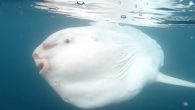 For a group of San Diego whale watchers on Tuesday, the highlight did not involve whales or dolphins, but a bizarre-looking Mola mola. The surprise encounter occurred 10 miles southwest of Mission Bay as Capt. Domenic Biagini, of Gone Whale […]