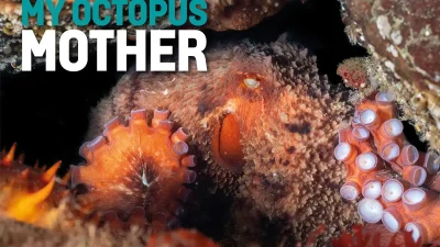 The harsh, cold waters of the Pacific Northwest are thriving