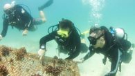 Divers will plant 15 artificial reefs off the UAE coastline near Dibba in June to encourage the regeneration of marine ecosystems. The areas were damaged by dredging and ocean degradation. Volunteers from the Freestyle Divers’ Marine Conservation Academy will visit […]
