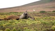 NASA’s non-human employee, an elephant seal, has been hard at work collecting data in Antarctica. The seal — that weighs as much as a midsize pickup truck — started work in May to find out how the Antarctic Circumpolar Current, […]