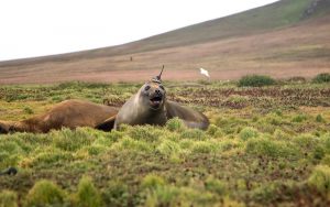 NASA’s non-human employee, an elephant seal, has been hard at