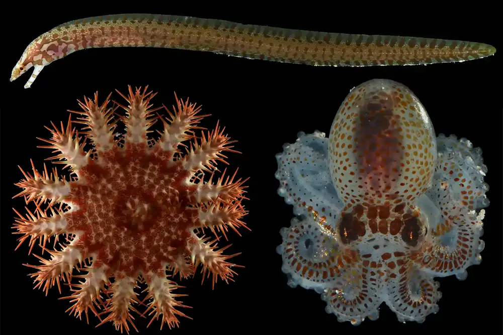 Twenty new deep-reef species discovered in ‘twilight zone’ off Guam The findings are the result of two-week expedition in November
