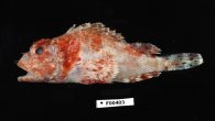 BY MARK PRICE Two species of stinging scorpionfish have been found in unexpected places in Florida waters, according to the Florida Fish and Wildlife Research Institute. The hunchback scorpionfish and shortfin scorpionfish both have venomous dorsal fins that cause “a […]