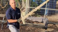 The three-foot sword was uncovered after the area’s sands shifted. By Melissa Smith A scuba diver off the coast of Israel recently stumbled upon a bed of artifacts from the Crusader period, which included a three-foot-long knight’s sword. The diver, […]
