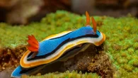 Brightly coloured sea slugs and nudibranchs are most active during daylight hours (Photo: Shutterstock) By Mark ‘Crowley’ Russell A new study by scientists from Australia’s University of Queensland has found that brightly-coloured nudibranchs and sea slugs are most active by […]