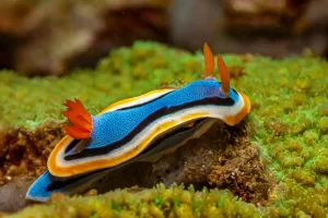 Brightly coloured sea slugs and nudibranchs are most active during