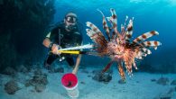 Fighting the Indo-Pacific invader has demanded 40 years of innovation across the Caribbean. By Liz Allen n the mid-1980s, the lionfish found its way to the Caribbean Sea, over 3,000 miles from its home in the Indian and Pacific oceans. […]