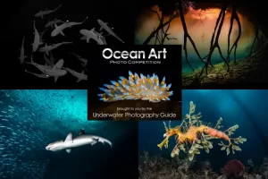 The winners of the 2024 annual Ocean Art underwater photo