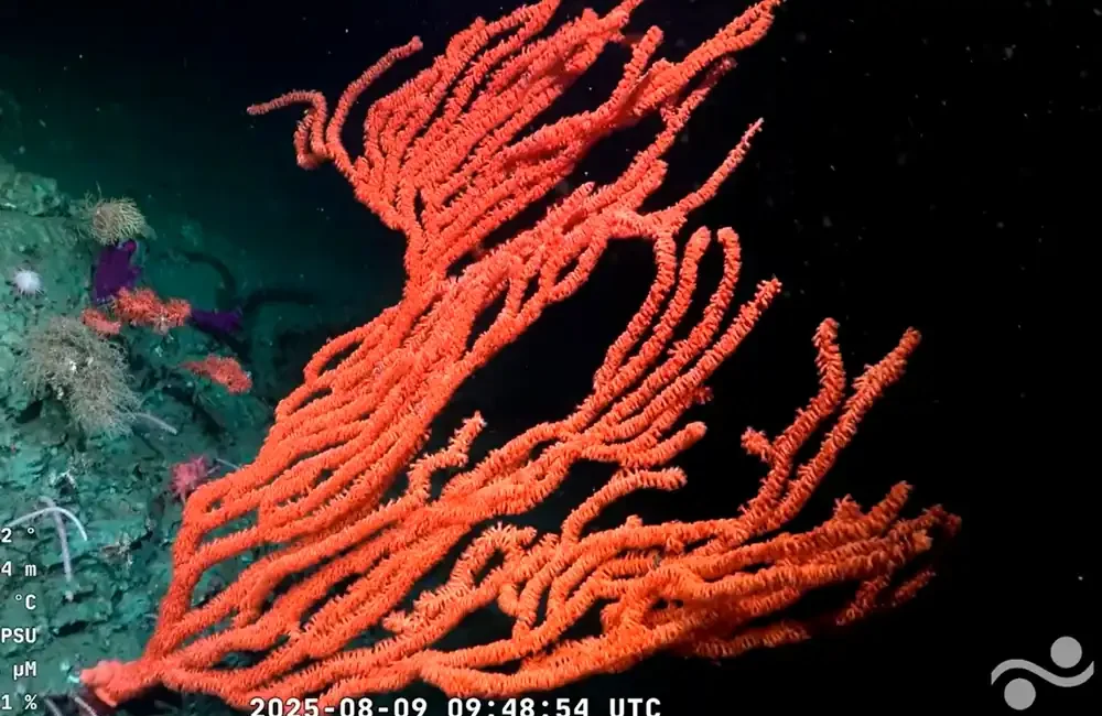 Scientists have identified 57 marine species and five genera new