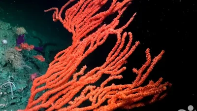 Scientists have identified 57 marine species and five genera new
