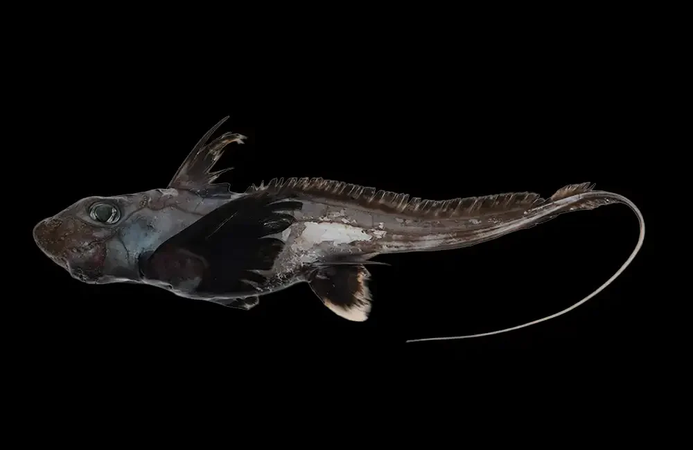 Scientists working through The Nippon Foundation-Nekton Ocean Census have discovered