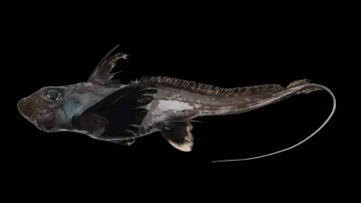 Scientists working through The Nippon Foundation-Nekton Ocean Census have discovered