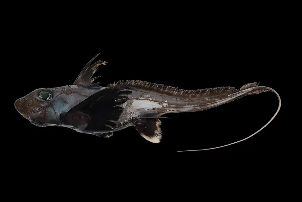 Scientists working through The Nippon Foundation-Nekton Ocean Census have discovered