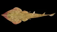A newly discovered species of guitarfish (Photo: Sergey Bogorodsky/Nippon Foundation-Nekton Ocean Census) By Mark ‘Crowley’ Russell The Nippon Foundation-Nekton Ocean Census, the world’s largest collaborative effort to accelerate the discovery of marine life, has announced the discovery of 866 new […]