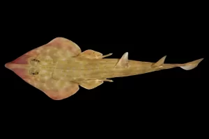 A newly discovered species of guitarfish (Photo: Sergey Bogorodsky/Nippon Foundation-Nekton