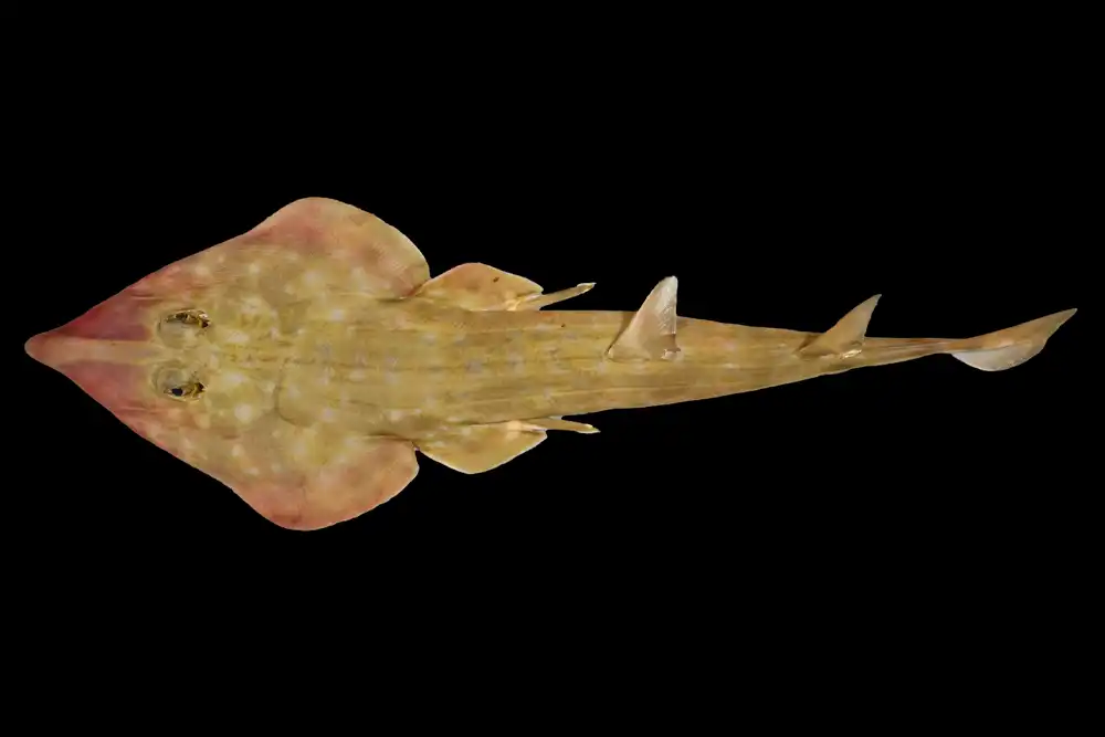 A newly discovered species of guitarfish (Photo: Sergey Bogorodsky/Nippon Foundation-Nekton