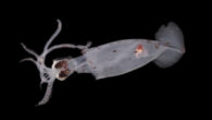 Scientists from New Zealand’s National Institute of Water and Atmospheric Research (NIWA) have potentially discovered as many as 100 species new to science during an expedition to the Bounty Trough, a deep-water depression located off the eastern coast of New Zealand’s South […]