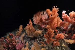A vibrant grouping of coral on a South Sandwich Island
