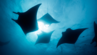 Recreational divers acting as citizen scientists helped populate the database of more than 22,000 individuals By Tiffany Duong Scientists found the largest known population of oceanic manta rays off the coast of Ecuador thanks to help from citizen science divers. […]
