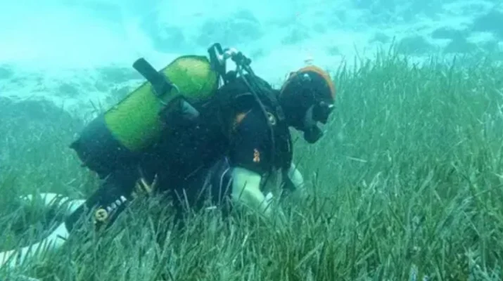 Araştırma, Miami Üniversitesi’nden deniz biyoloğu Benjamin Minch ve virolog Muhammed