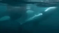 An orca inspects the body of a dying whale shark (Photo: Guillermo Aceves Salazar/Pancaldi et al/Frontiers) By Mark ‘Crowley’ Russell A new study analysing the behaviour of orcas (aka killer whales, Orcinus orca) in the Gulf of California suggests that […]