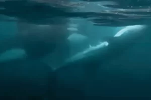 An orca inspects the body of a dying whale shark