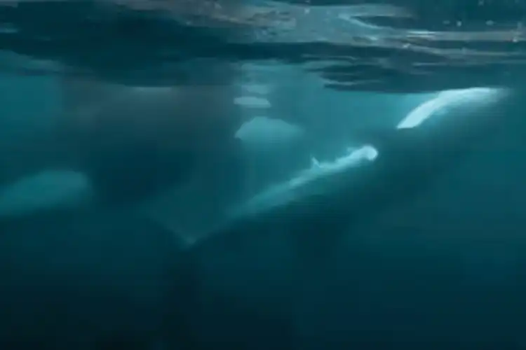 An orca inspects the body of a dying whale shark
