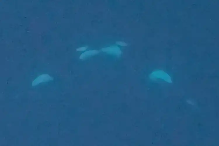 By Mark ‘Crowley’ Russell Two orcas (Orcinus orca, aka killer