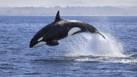 There have been numerous reports of orcas attacking yachts along the coastline of Portugal and Spain this season and nobody really knows why. Halcyon Yachts, which provides international yacht delivery, experience two hours of harassment from a pod of orcas […]