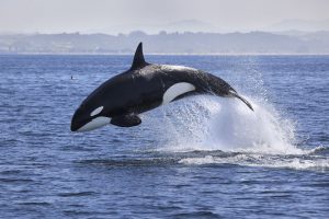 There have been numerous reports of orcas attacking yachts along