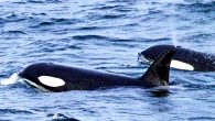 Some Icelandic killer whales have very high concentrations of polychlorinated biphenyls in their blubber, according to a new study. But it seems that other orcas from the same population have levels of polychlorinated biphenyls (PCBs) that are much lower. It […]