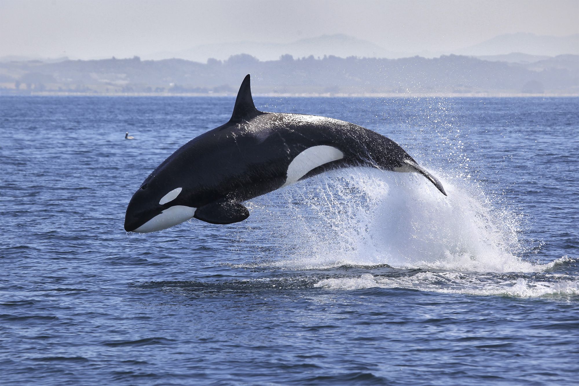 There have been numerous reports of orcas attacking yachts along