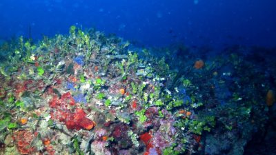 Ege Adalarımızda yapılan deniz saha çalışmaları, yeni koruma alanlarının oluşturulmasına