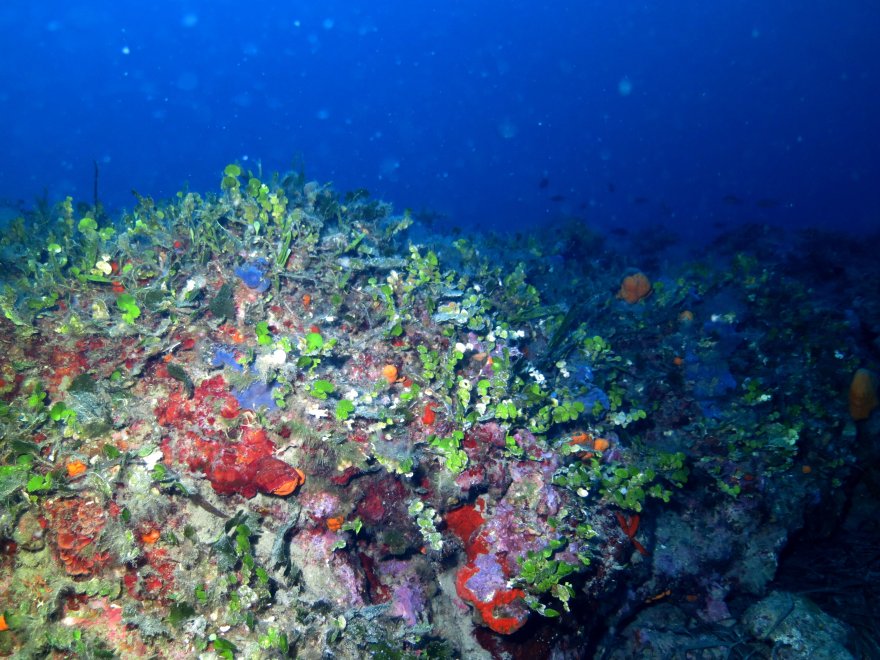 Ege Adalarımızda yapılan deniz saha çalışmaları, yeni koruma alanlarının oluşturulmasına